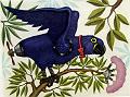 Stricker Blauer Papagei